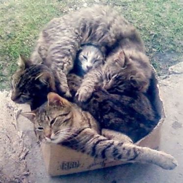 4876cd9188e14cfaa7dc16db531a5297--crazy-cat-lady-crazy-cats