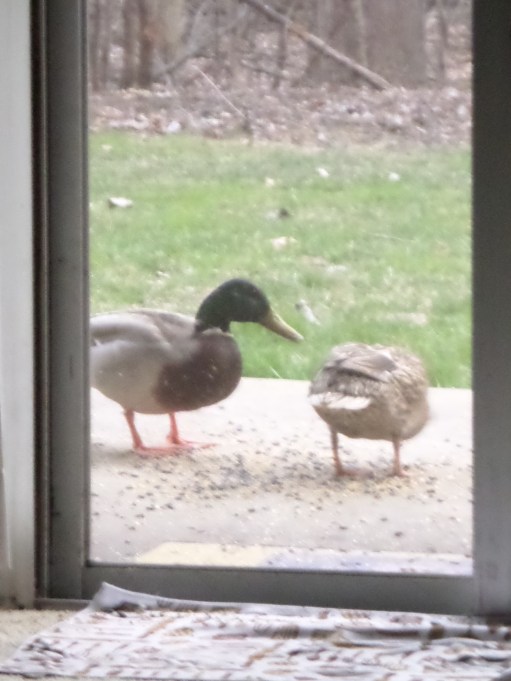 SAMSUNG CAMERA PICTURES