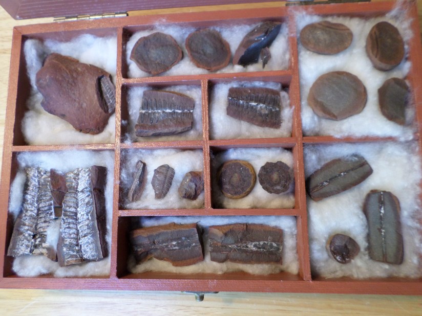 SAMSUNG CAMERA PICTURES